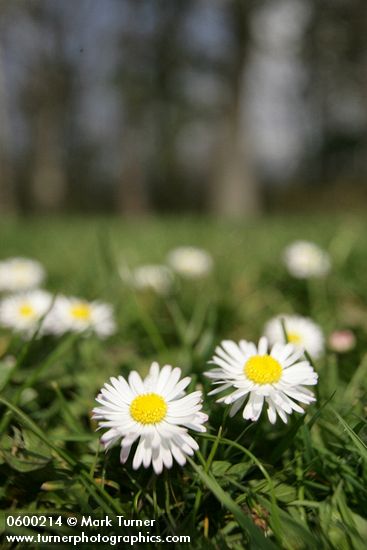 Bellis perennis