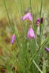 Grass Widow blossoms & foliage w/ raindrops