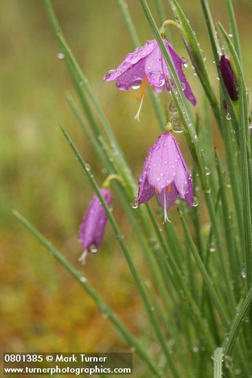 Olsynium douglasii