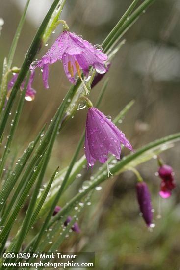 Olsynium douglasii