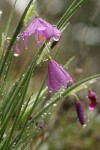 Grass Widow blossoms & foliage w/ raindrops