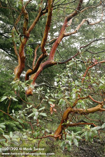 Arbutus menziesii