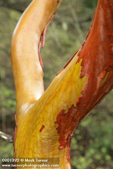 Arbutus menziesii