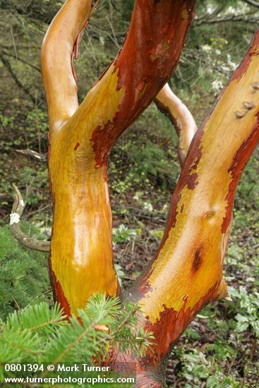 Arbutus menziesii