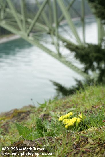 Lomatium utriculatum