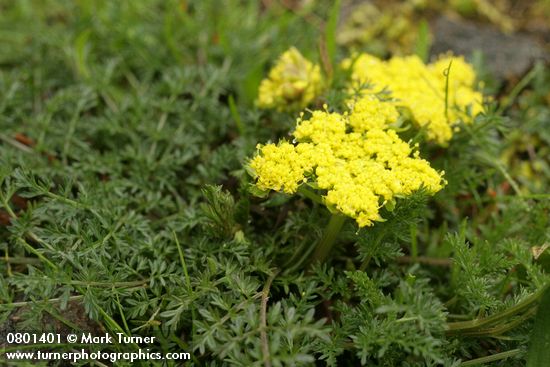 Lomatium utriculatum