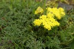 Spring Gold (fFne-leaf Desert Parsley)