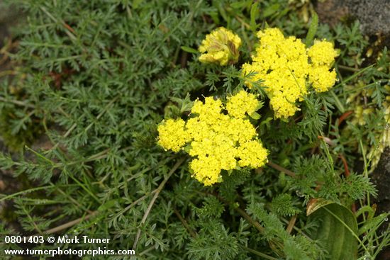 Lomatium utriculatum