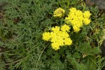 Spring Gold (fFne-leaf Desert Parsley)