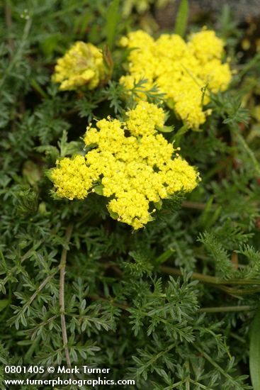 Lomatium utriculatum