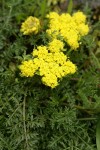 Spring Gold (fFne-leaf Desert Parsley)