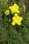 Spring Gold (fFne-leaf Desert Parsley)