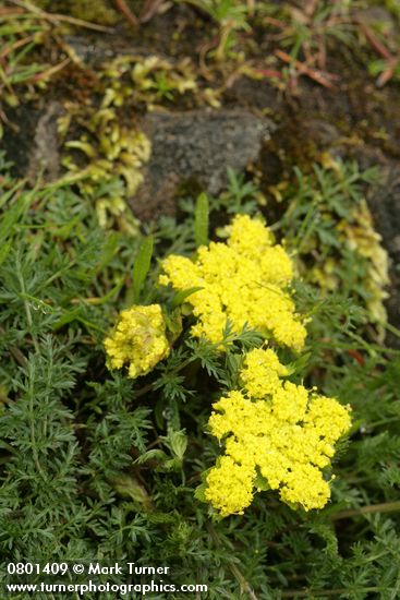 Lomatium utriculatum