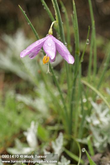 Olsynium douglasii