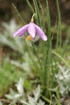 Grass Widow blossom & foliage w/ raindrops