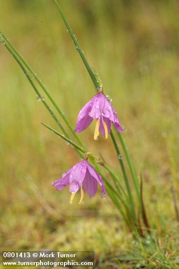 Olsynium douglasii