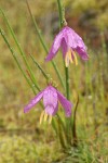 Grass Widow blossoms w/ raindrops