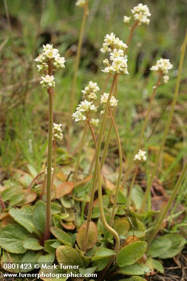 Saxifraga integrifolia