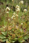 Early Saxifrage