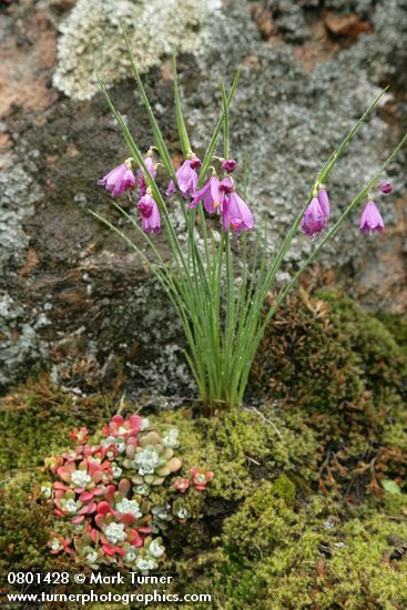 Olsynium douglasii; Sedum spathulifolium