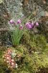 Grass Widows against lichen-covered rock w/ Pacific Sedum among mosses