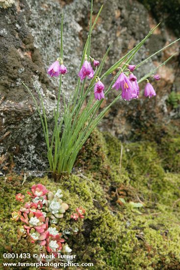 Olsynium douglasii; Sedum spathulifolium