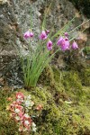 Grass Widows against lichen-covered rock w/ Pacific Sedum among mosses