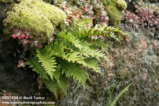 Polypodium glycyrrhiza; Sedum spathulifolium