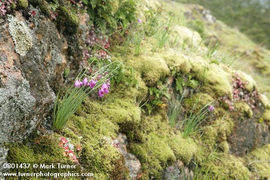 Olsynium douglasii; Sedum spathulifolium