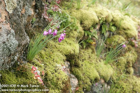 Olsynium douglasii; Sedum spathulifolium