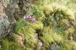 Grass Widows against lichen-covered rock w/ Pacific Sedum among mosses