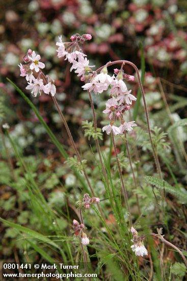 Lithophragma parviflorum