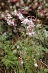 Prairie Stars