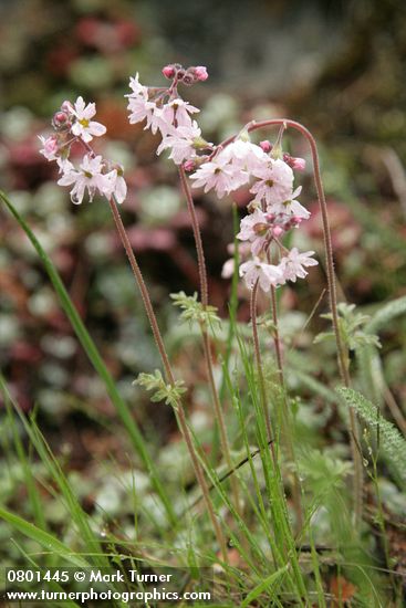 Lithophragma parviflorum