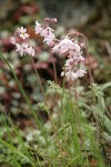 Prairie Stars