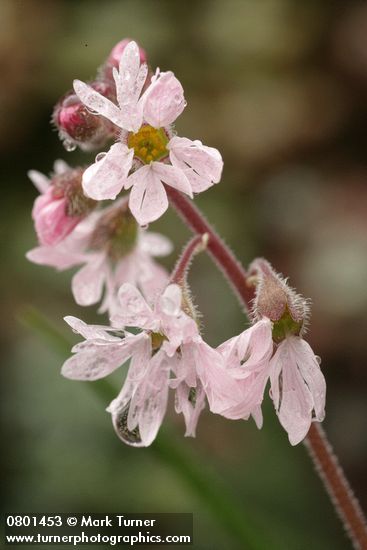 Lithophragma parviflorum