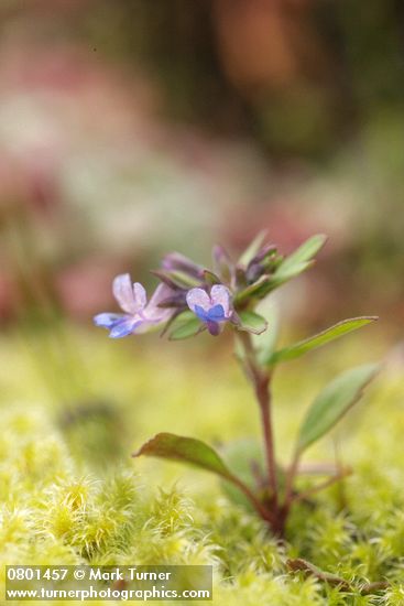 Collinsia parviflora