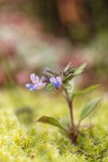 Small-flowered Blue-eyed Mary among moss