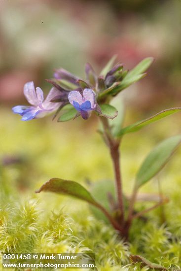 Collinsia parviflora