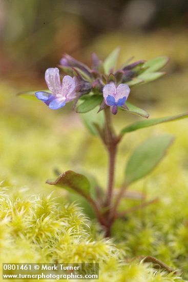 Collinsia parviflora