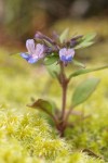 Small-flowered Blue-eyed Mary among moss