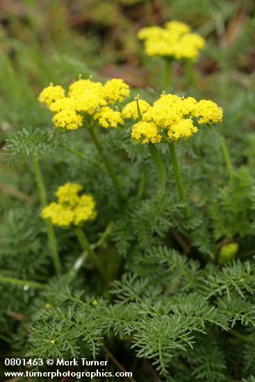 Lomatium utriculatum