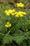 Spring Gold (fFne-leaf Desert Parsley)