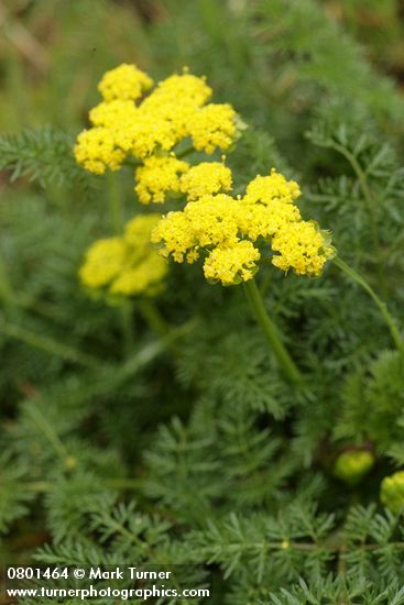 Lomatium utriculatum