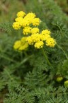 Spring Gold (fFne-leaf Desert Parsley)