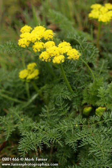 Lomatium utriculatum