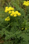 Spring Gold (fFne-leaf Desert Parsley)