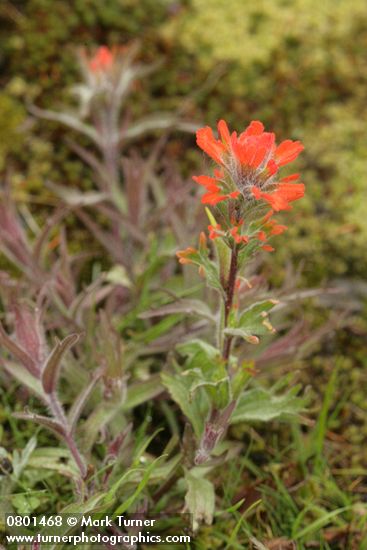 Castilleja hispida