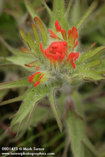 Castilleja hispida