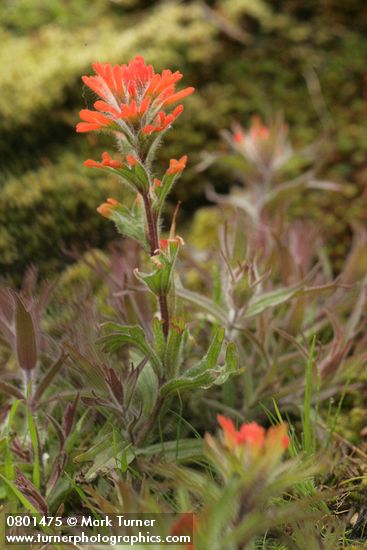 Castilleja hispida